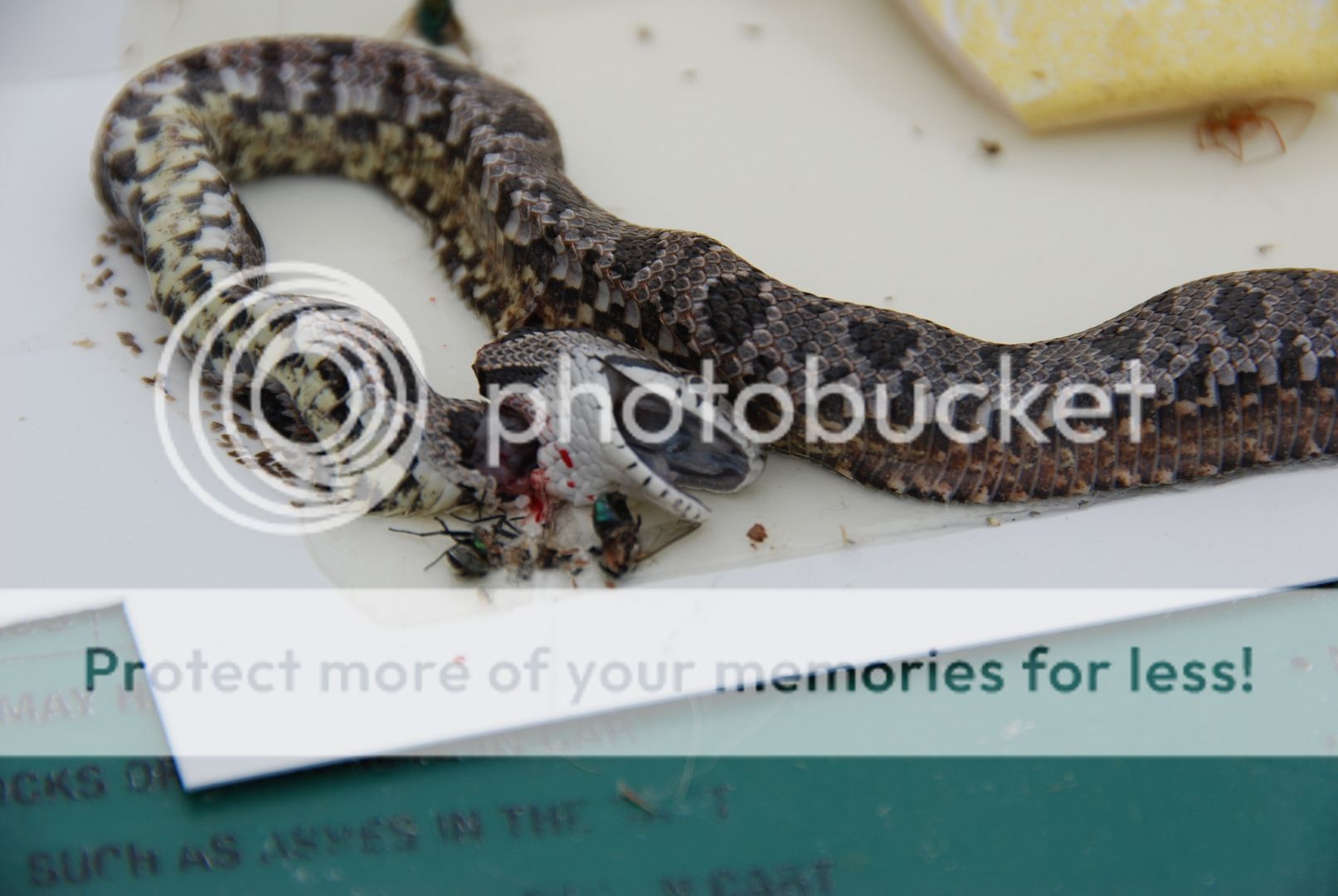 Just found this snake in my basement. Can anyone accurately identify